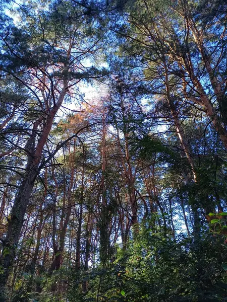 Sonbahar ormanı yağmurdan hemen sonra