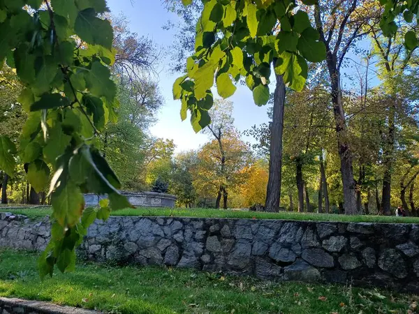 Ağaçlı sonbahar manzarası