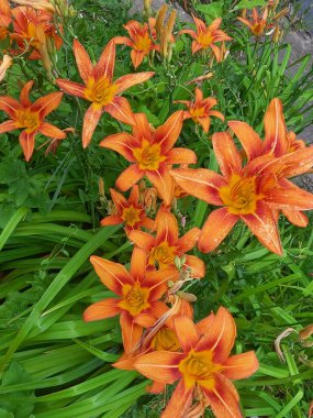 çiçek tarhında turuncu zambaklar