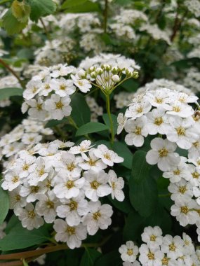 Bahçedeki beyaz çiçekler spirea
