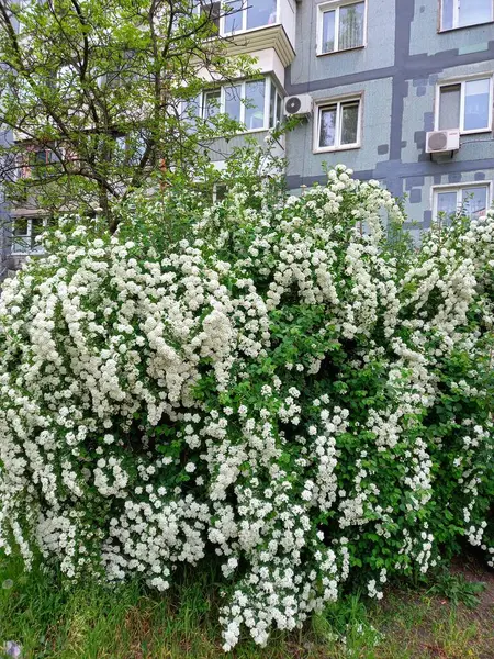 İlkbaharda açan ağaç