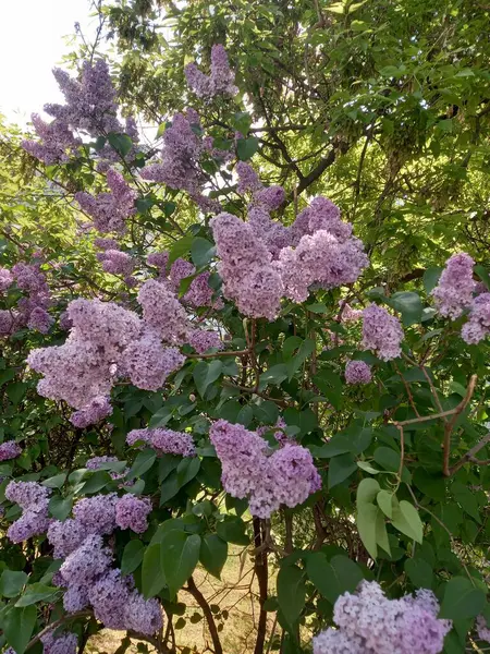 Pembe leylak çiçekleri bahar