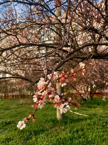 İlkbaharda pembe kiraz çiçeği