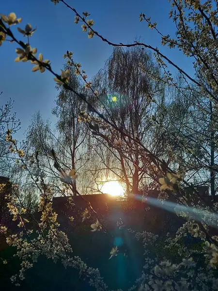 Güzel botanik fotoğrafı, doğal duvar kağıdı.