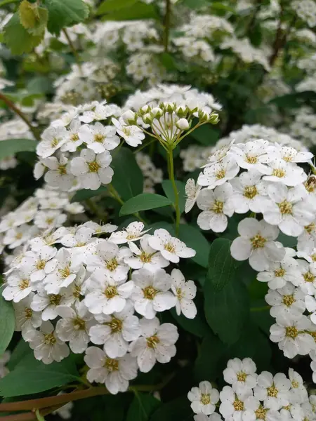 Bahçedeki beyaz çiçekler spirea