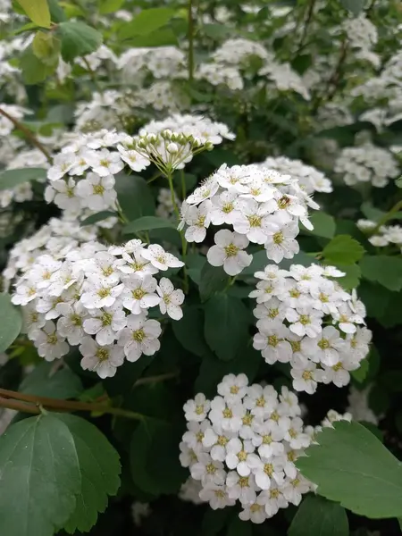 Bahçedeki spirea çalısı