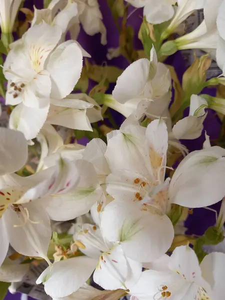 Şirin orkideler buket arka plan güzeli