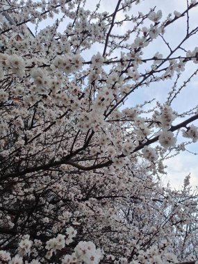 İlkbaharda kiraz çiçeği