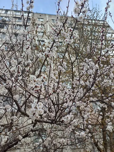 İlkbaharda kiraz çiçeği