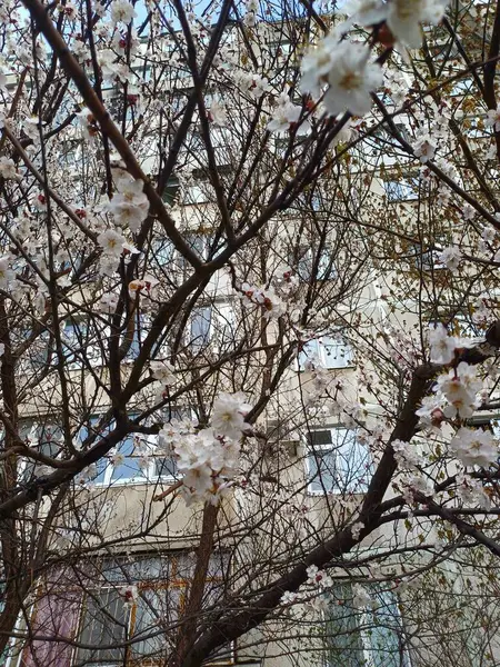 İlkbaharda kiraz çiçeği