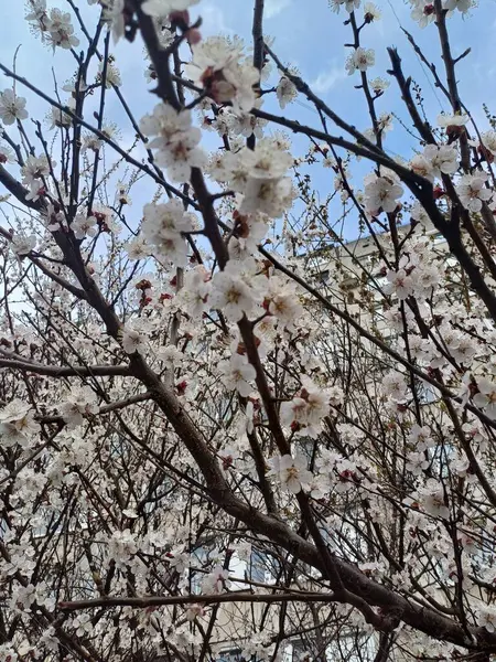 İlkbaharda kiraz çiçeği