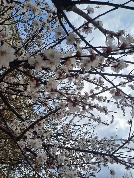 İlkbaharda kiraz çiçeği