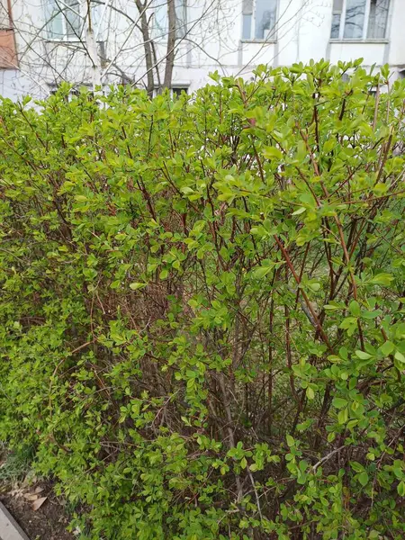 bitki, doğa, yaprak, bahçe