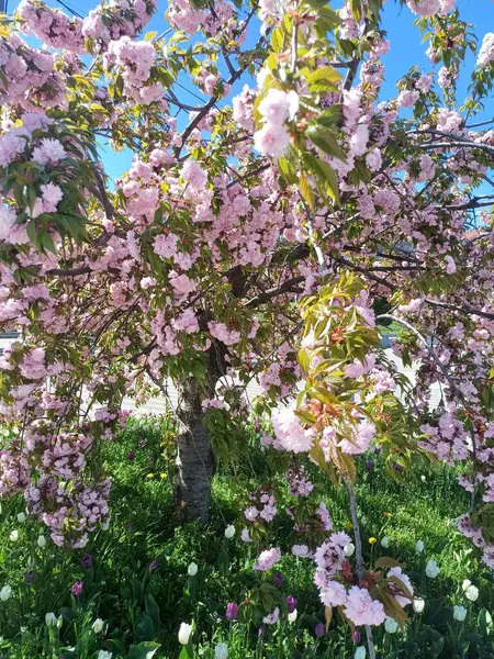 İlkbaharda pembe kiraz çiçeği