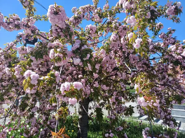 İlkbaharda pembe kiraz çiçeği