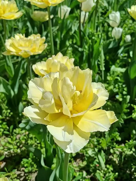 bahçede sarı nergis