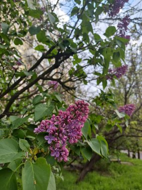 Bahçedeki pembe çiçekler