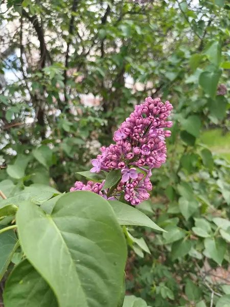Pembe leylak çiçekleri bahar