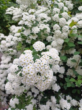 Bahçedeki güzel çiçekler