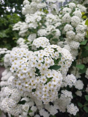 Bahçedeki güzel çiçekler