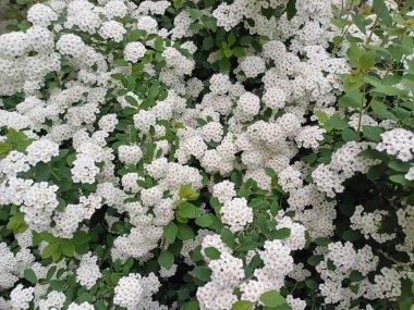 Bahçedeki çiçekler