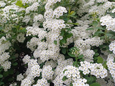 Bahçedeki güzel çiçekler