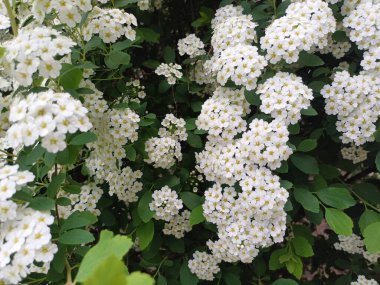 Bahçede beyaz çiçekler