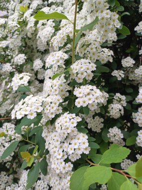 Bahçedeki güzel çiçekler