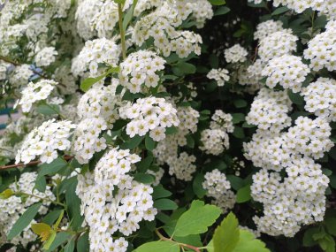 Bahçedeki güzel çiçekler