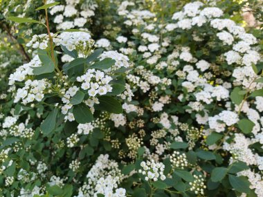 Güzel botanik fotoğrafı, doğal duvar kağıdı.