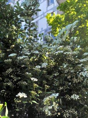 yeşil bitkiler, bitki ve doğa