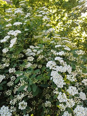 Bahçedeki güzel çiçekler