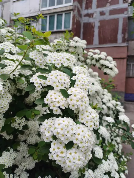 Bahçedeki güzel çiçekler