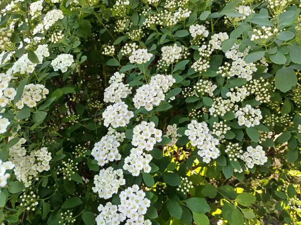 Bahçede beyaz çiçekler