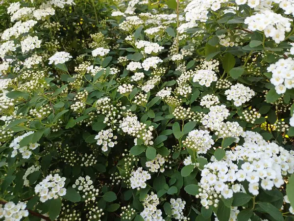 Bahçedeki güzel çiçekler