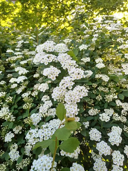 Bahçede beyaz çiçekler