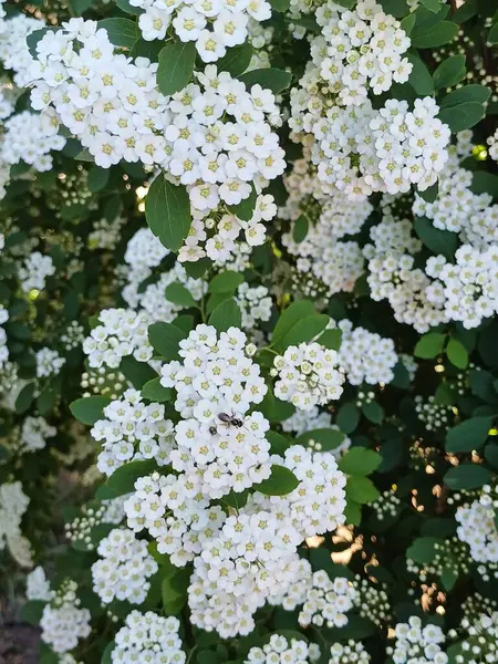 Bahçede beyaz çiçekler