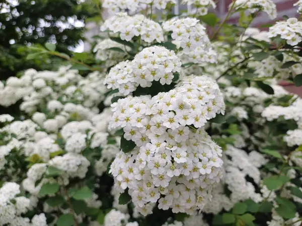 Bahçede beyaz çiçekler