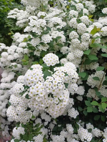 Bahçedeki güzel çiçekler