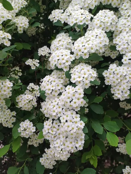 Bahçedeki güzel çiçekler