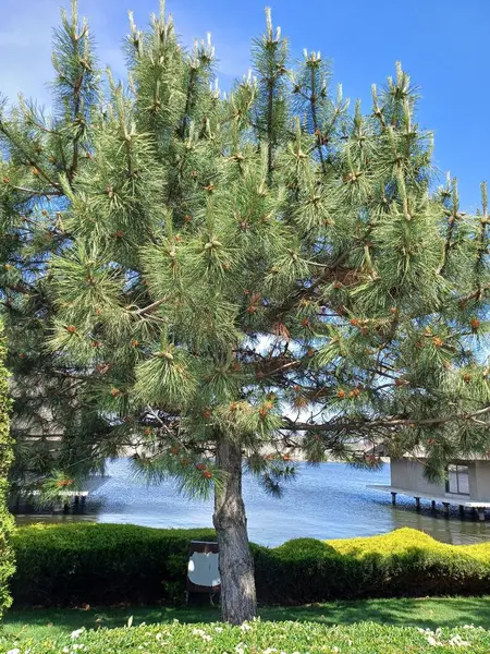 Parkın güzel manzarası