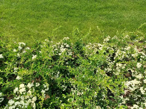 Parktaki yeşil bitkinin yakın plan fotoğrafı.