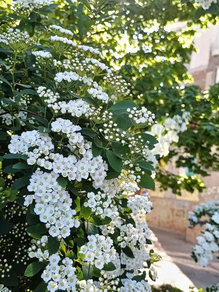 Bahçedeki güzel çiçekler