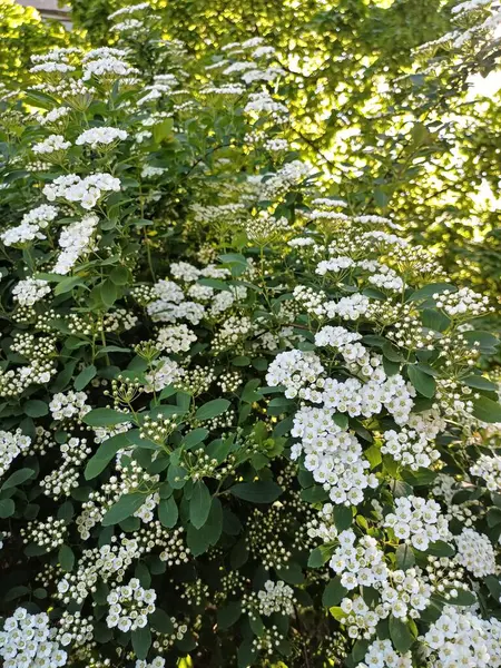 Bahçedeki güzel çiçekler