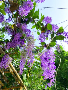  Çiçekler fevkalade güzel asılı.