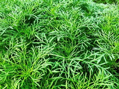 Arkaplan tasarımı için yeşil çimen duvar dokusu ve eko duvar ve sanat için die-cut.