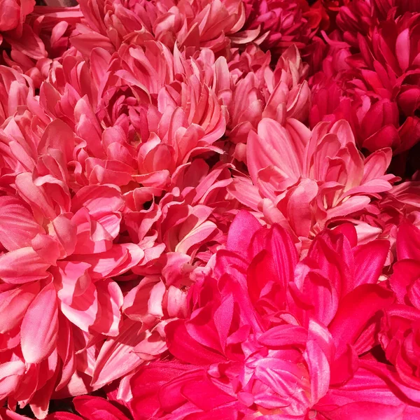 Ярко Розовые Цветы Красным Цветом — стоковое фото