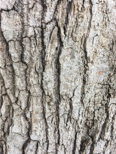 Кора Дерева Текстура Полный Кадр Природе — стоковое фото