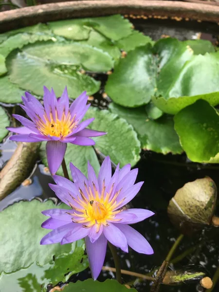 水盆里的紫色莲花 黄昏时分 — 图库照片