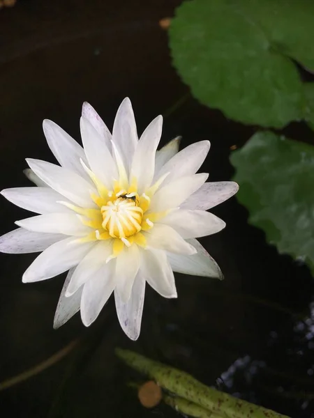 Lotus Weißer Lotus Einer Wanne Mit Wasser — Stockfoto